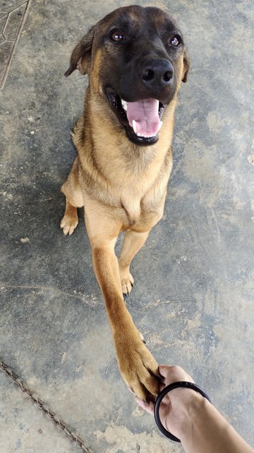 Mixed Breed Puppy For Adoption Year Months Caeser From Kuantan