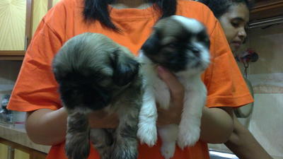 Shih+tzu+mixed+with+pekingese+puppy