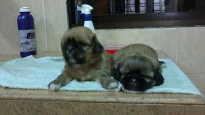 Shih+tzu+mixed+with+pekingese+puppy