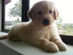 Golden retriever puppies kijiji