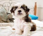 Shih+tzu+puppies+for+sale+in+maryland