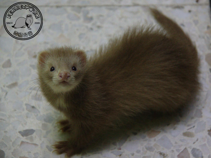 Ferret Small & Furry Sold 6 Years 2 Months, Angora Ferret (Very Rare