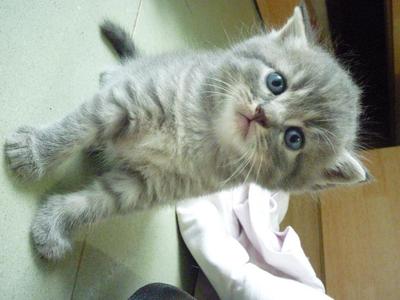 Persian Scottish Fold Kittens Sold Years Months Scottish Fold