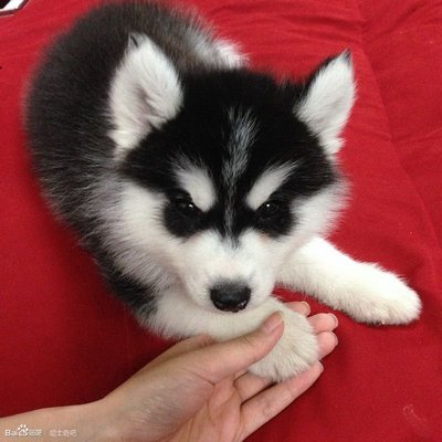 Siberian Husky Puppies Sold - 2 Months, Thick Coat Siberian Husky 