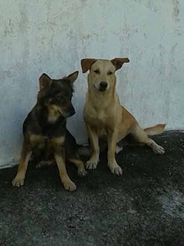 Lovely Couple - Sausage Dogs - Corgi + Dachshund Dog