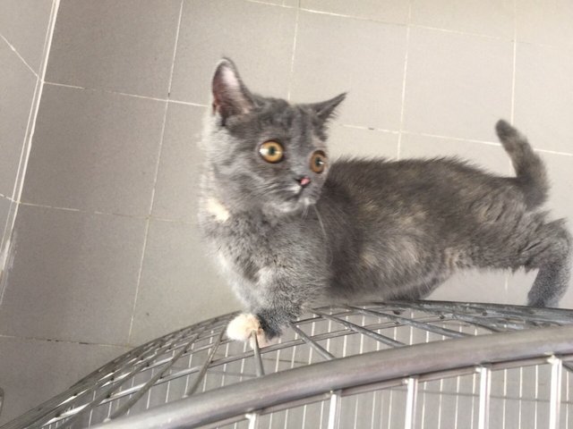 British Shorthair Kitten Sold - 3 Years 10 Months, Blue Munchkin Direct