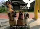 13 Dogs Jumping Rope At The Same Time.