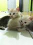 Domestic Short Hair Kittens For Adoption – 1 Month, Snowy And Blacky From Subang Jaya, Selangor