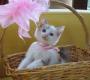 Domestic Short Hair Kittens For Adoption – 2 Months, Milly, Molly, Mandy From Sri Hartamas, Kuala Lu