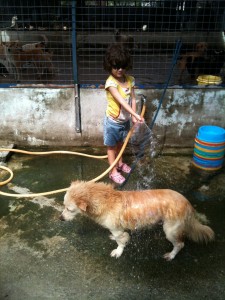 My daughter bathing a dog