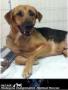 Mixed Breed Dog For Adoption – 1 Year 5 Months, Cleopetra The Model From Kajang, Selangor