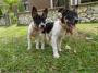 Mixed Breed Puppies For Adoption – 1 Month, Trappy And Helen From Puchong, Selangor