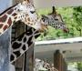 Moving Closer To  World-Class Zoos