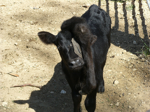 happy life calf with major deformity