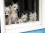 How Much Is That Doggie In The Window? | Jessica Ng | PetFinder.my WAGazine