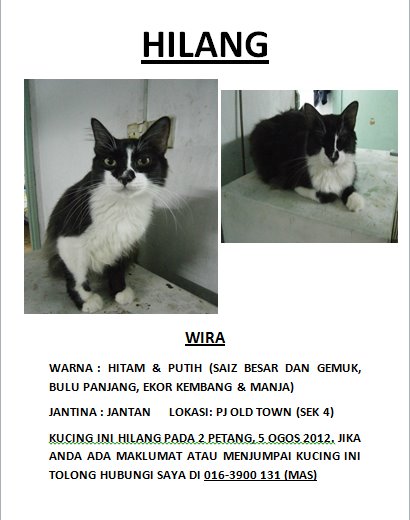  - missing-cat-please-help-maslinda-abd-talibs-2012-08-06-150217-8206
