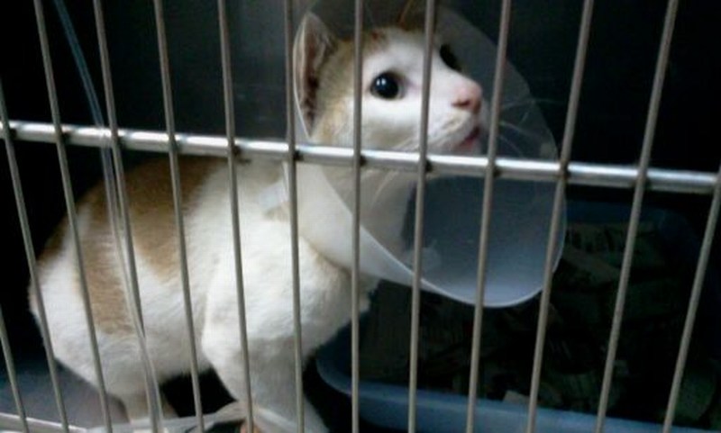  - medical-subsidy-for-an-injured-street-cat-chong-yeens-2012-09-03-212021-6151