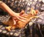 Pet Or Servant? | Ellen Whyte | PetFinder.my WAGazine