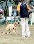 Harness The Power Of Praise For Control | Helena Hon | PetFinder.my WAGazine