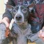 Is Your Dog’s Scratching Driving You Mad? | Rayya The Vet | PetFinder.my WAGazine