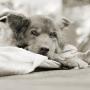 Quality Of Life, Quality Of Death | Amanda Coffin | PetFinder.my WAGazine