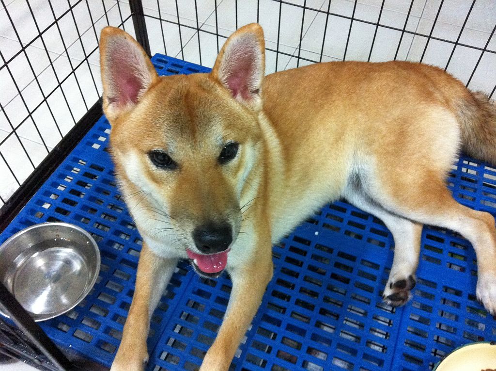 shiba inu for sale in malaysia