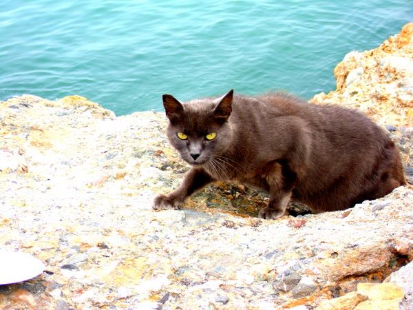 jelly cat ocean