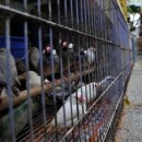 1 In 2 Bird Shops Does Not Comply With AVA Licence Conditions: Survey