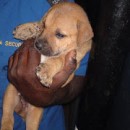 6 Puppies From Raja Uda Urgently For Adoption