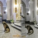 Loyal Adopted Stray Attends Daily Mass After Owner’s Death