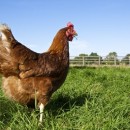 A Time For Hen Welfare Celebrations! | Compassion In World Farming