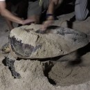 Critically Endangered Turtle Spotted Laying Eggs At East Coast Beach