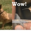 Dangerous Dog Rescues Helpless Hummingbird | Care2 Causes