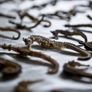 Dried Seahorses Seized—All Eight Million