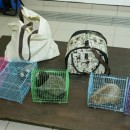 Endangered Animals Found Abandoned At Night Safari