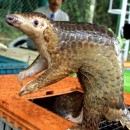 How Much Do You Know About Pangolins, The World’s Most Trafficked Mammal?