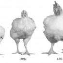 How Our Food Choices Have Caused Chickens To Double In Size Over The Last 50 Years