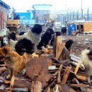 JOYFUL MISSION FOR THOUSANDS OF CATS & DOGS IN ROMANIA