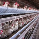 McDonald’s South Africa To Source Exclusively Cage-Free Eggs : Humane Society International