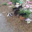 Mixed Gender Puppies Saved From Chain Ferry