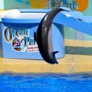 Ocean Park Urged To End Dolphin Show ‘Circus’