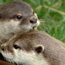 Otters At Risk In Asia