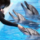 Outrage As Newborn Dolphin Dies At Hong Kong’s Ocean Park