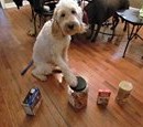 PHOTOS: Adorable Therapy Dog Looks Out For Little Girl WIth Deadly Nut Allergy