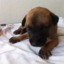 Puppies For Adoption @ Bagan Ajam, Butterworth