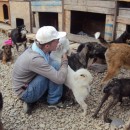 Romanian Dog Orphanage