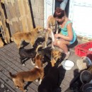 Romanian Dog Orphanage