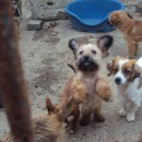 Romanian Dog Orphanage