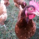 Sodexo Commits To Sourcing Only Cage-Free Eggs In Global Supply Chain : Humane Society International