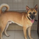 SPCA PENANG ANIMAL SHELTER’S PICK OF THE WEEK – Please Help Save Their Life & Enrich YOURS